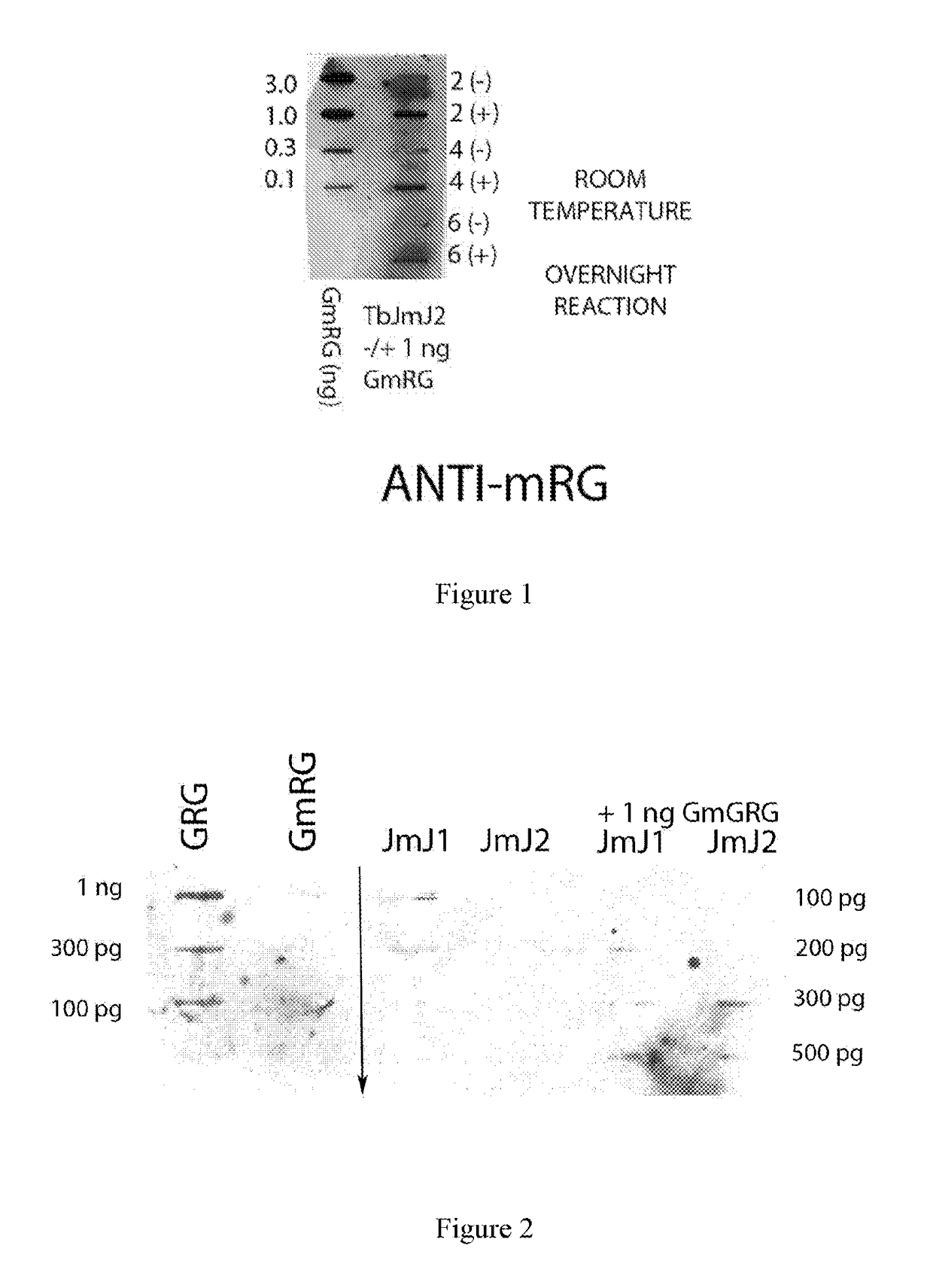 Detection of protein arginine demethylase activity