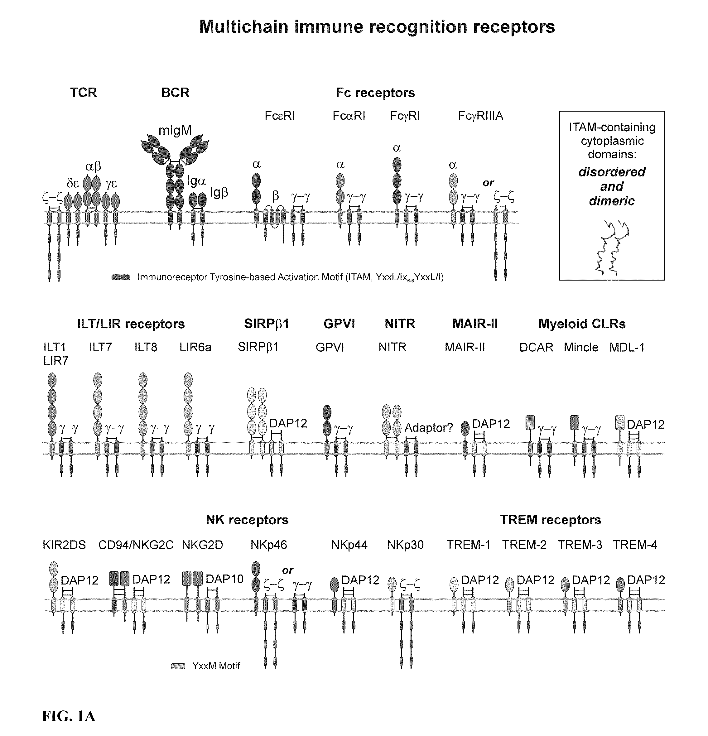 Inhibition of TCR Signaling with Peptide Variants