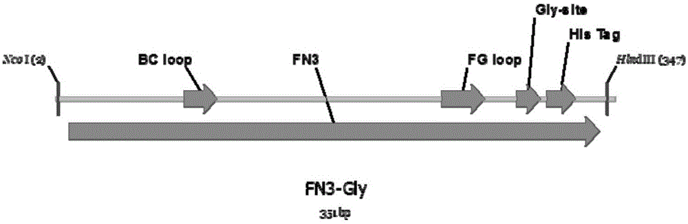 Method for building N-glycosylation receptor protein models in Escherichia coli by aid of skeleton proteins Fn3 (fibronectin type III domain)