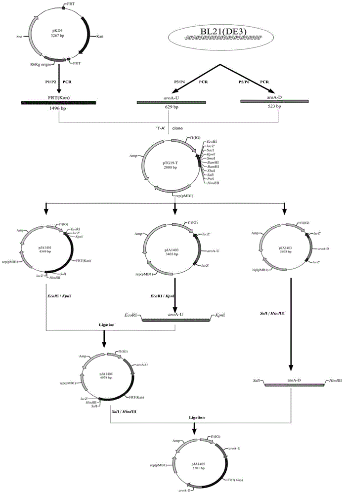 Construction method and application of BL21(DE3)delta aroA strain