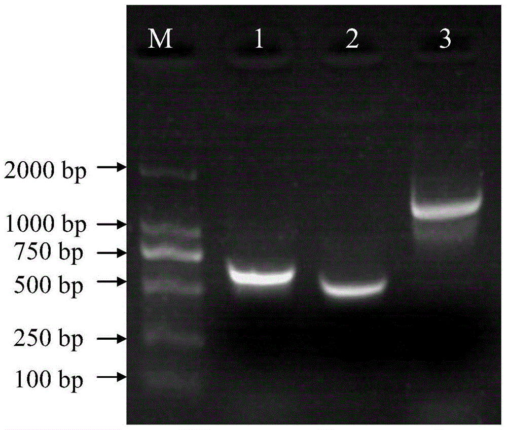 Construction method and application of BL21(DE3)delta aroA strain