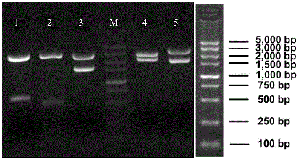 Construction method and application of BL21(DE3)delta aroA strain