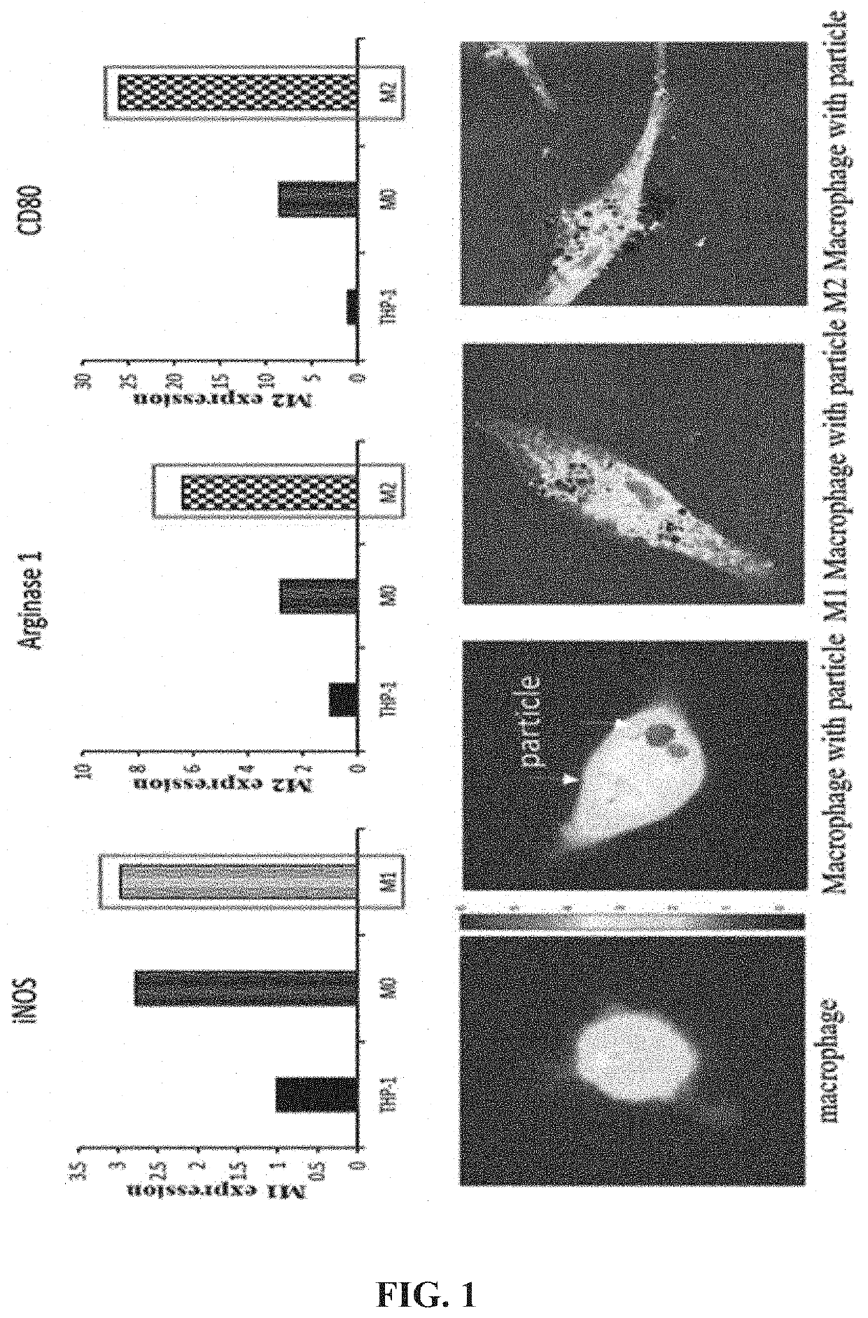 Cancer cell-targeted drug delivery carrier and composition for promoting photo-thermal treatment effects, both of which contain m1 macrophages as active ingredient