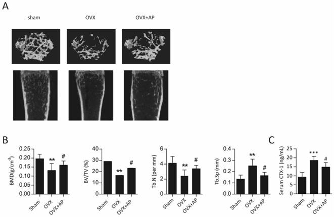 Application of andrographolide in inhibition of osteoclast formation and activation