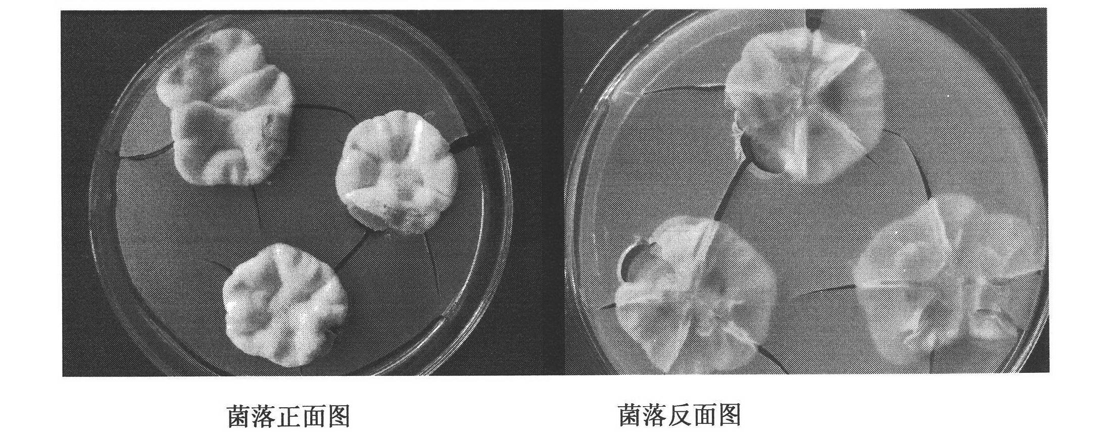 Aspergillus versicolor for fermenting Jatropha cake to manufacture biological bacterial manure