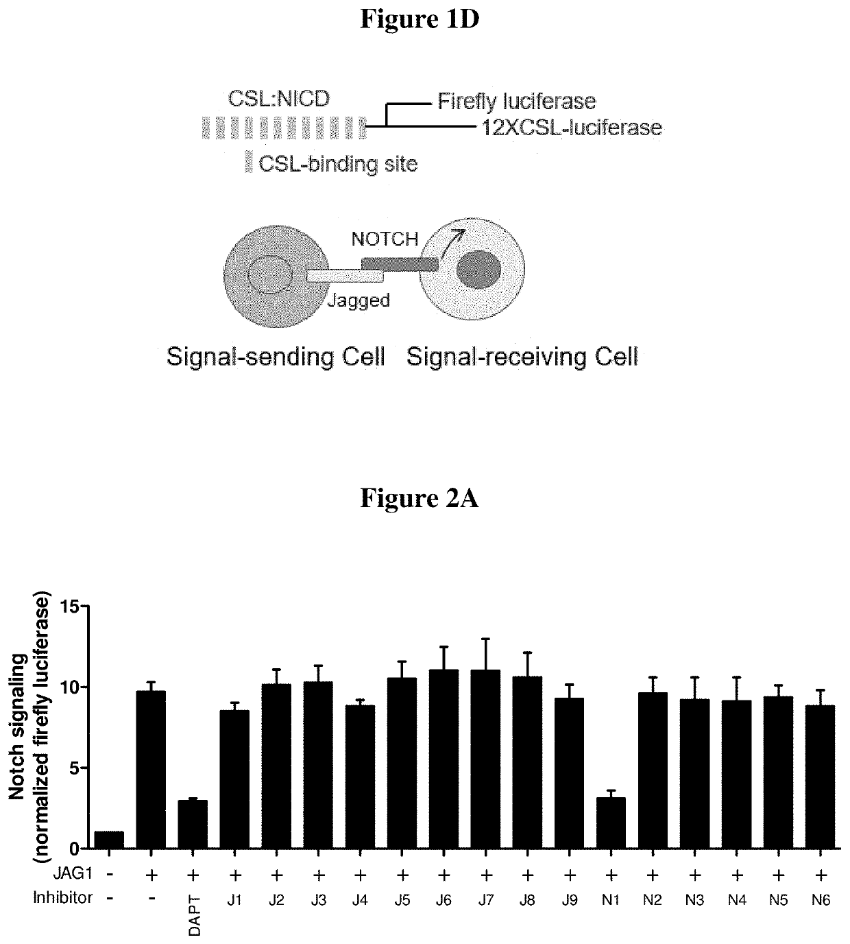 Peptides for specific inhibition of jag1-notch1 pathway