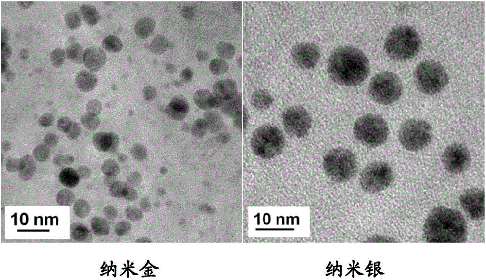 Antibacterial chitosan dressing containing nanogold and preparation method of dressing