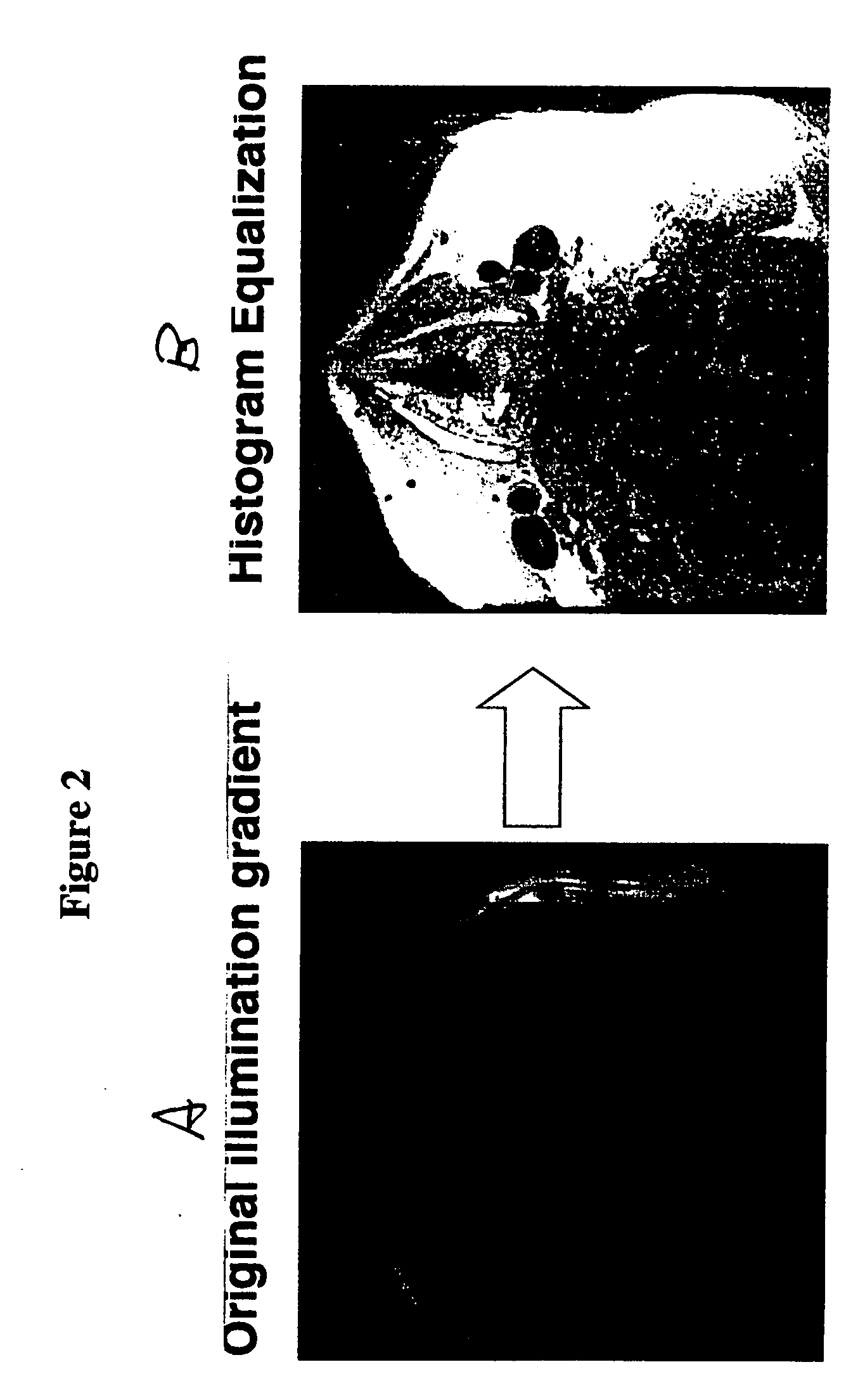 Automated methods and systems for vascular plaque detection and analysis