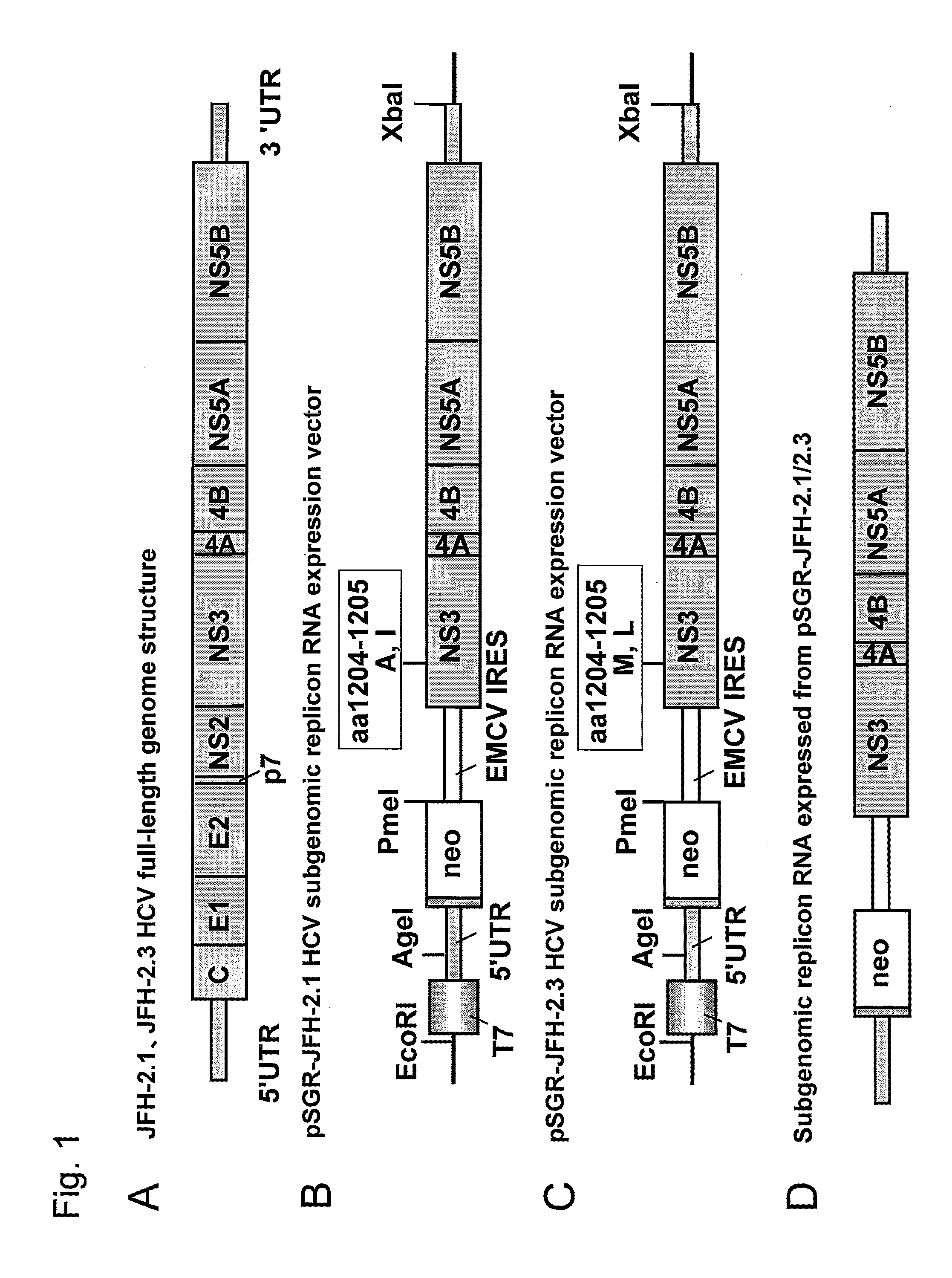 Nucleic acid derived from hepatitis c virus and expression vector, transformed cell, and hepatitis c virus particles each prepared by using the same