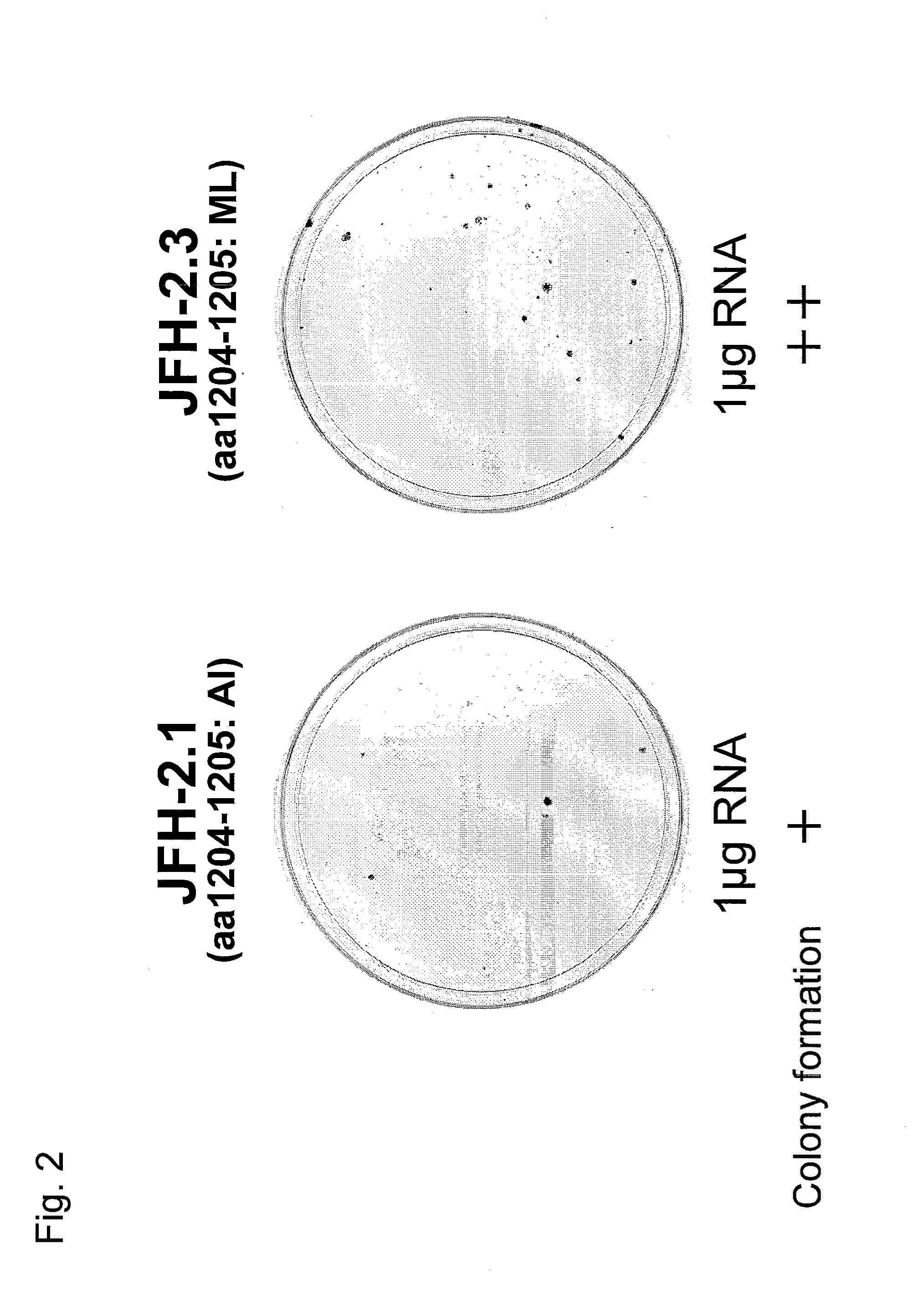 Nucleic acid derived from hepatitis c virus and expression vector, transformed cell, and hepatitis c virus particles each prepared by using the same