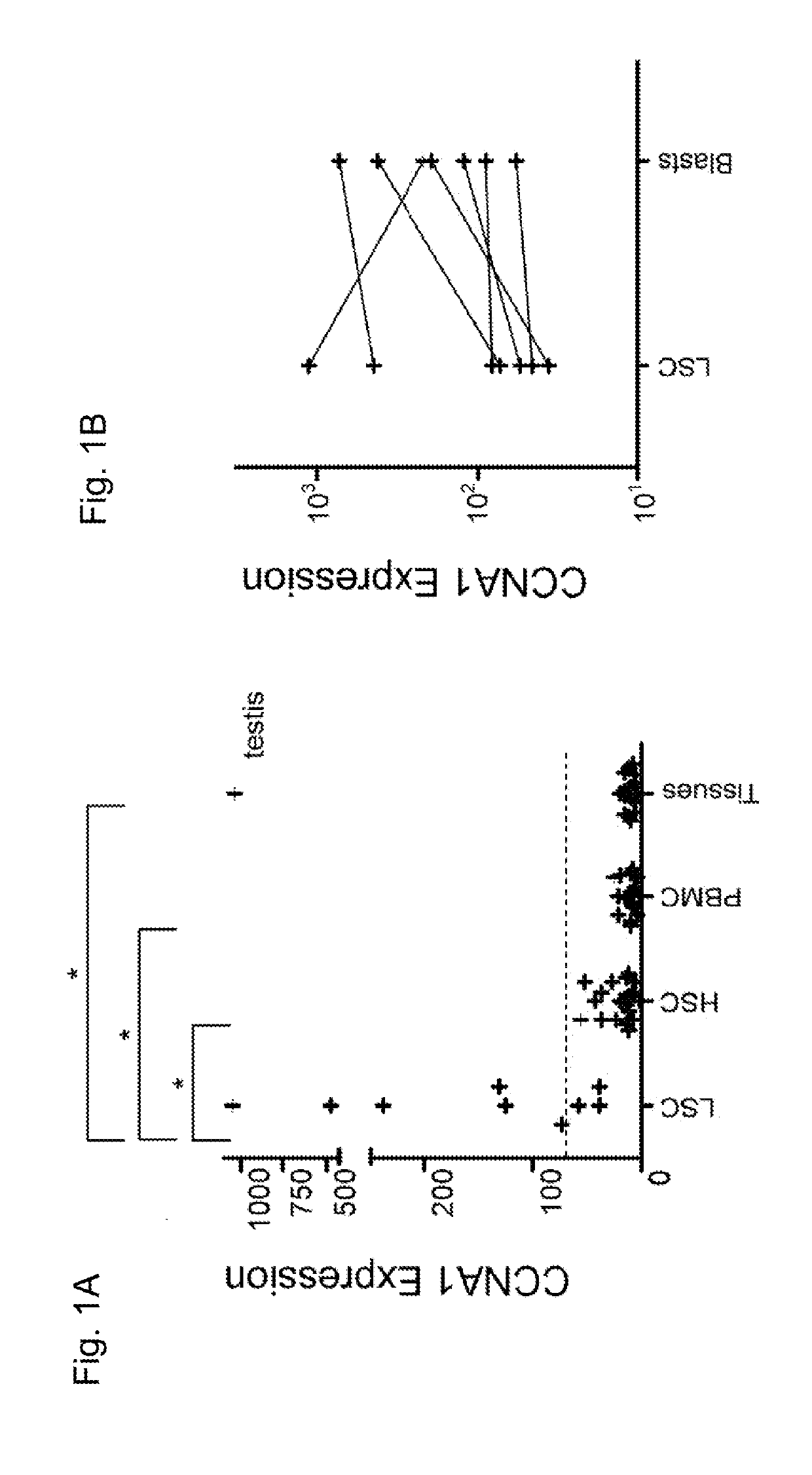 Cyclin a1-targeted t-cell immunotherapy for cancer