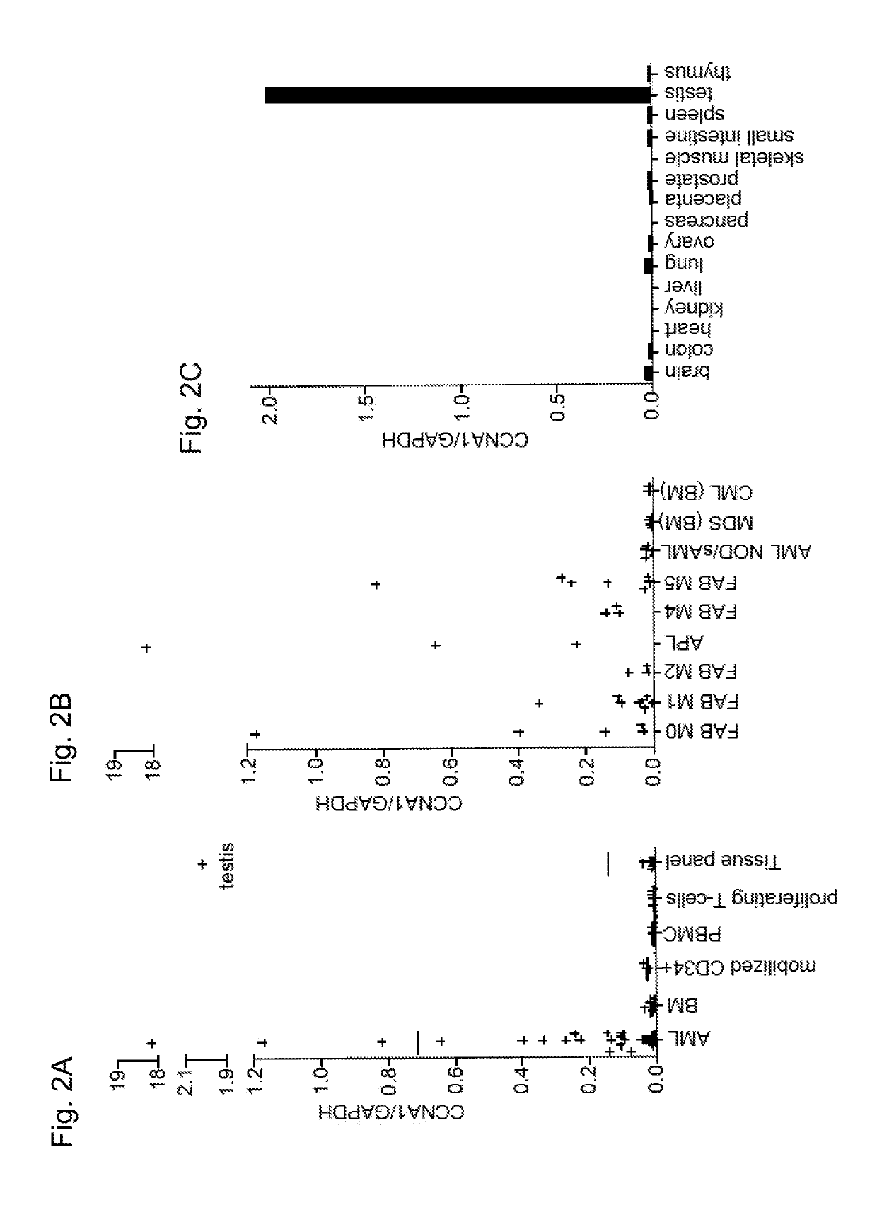 Cyclin a1-targeted t-cell immunotherapy for cancer