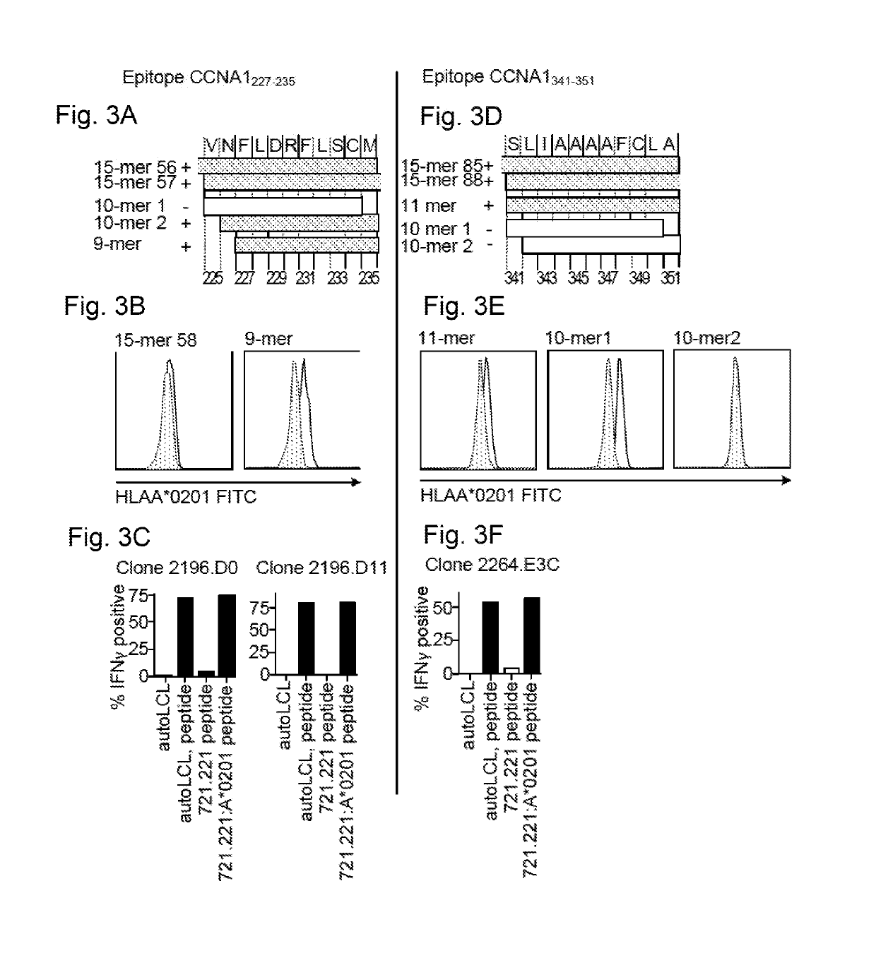 Cyclin a1-targeted t-cell immunotherapy for cancer