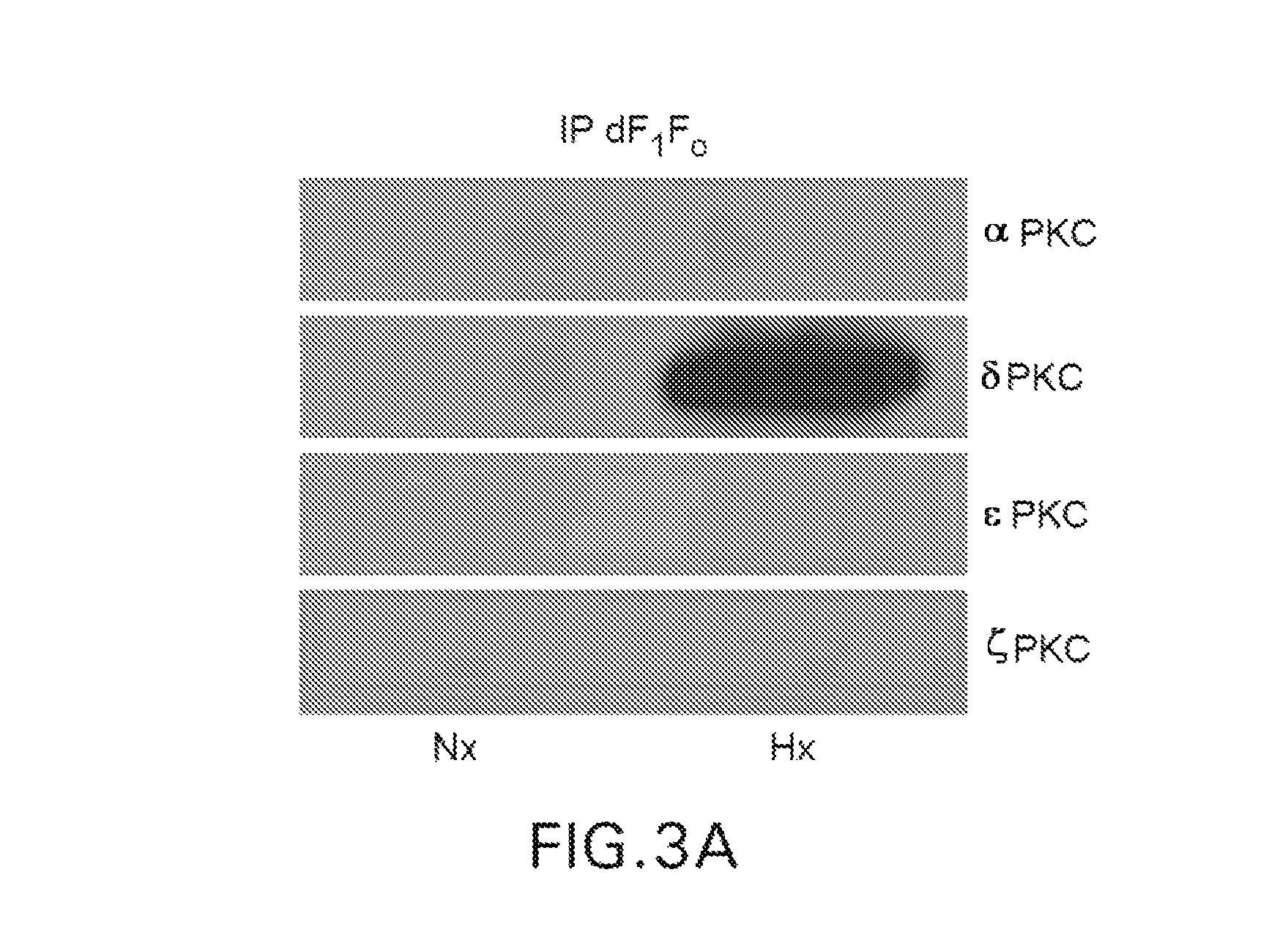 Peptide modulators of the δPKC interaction with the d subunit of F<sub>1</sub>Fo ATP synthase/ATPase and uses thereof