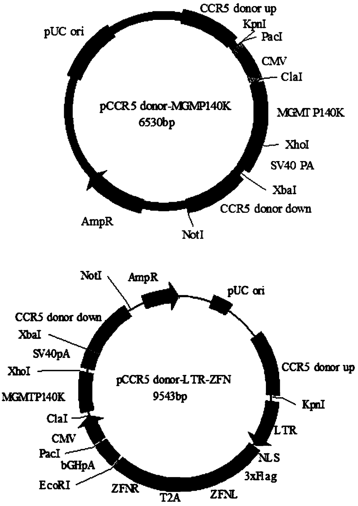 Anti-HIV/AIDS gene targeting vector, construction method and application