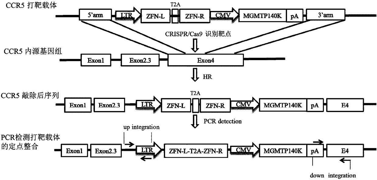 Anti-HIV/AIDS gene targeting vector, construction method and application