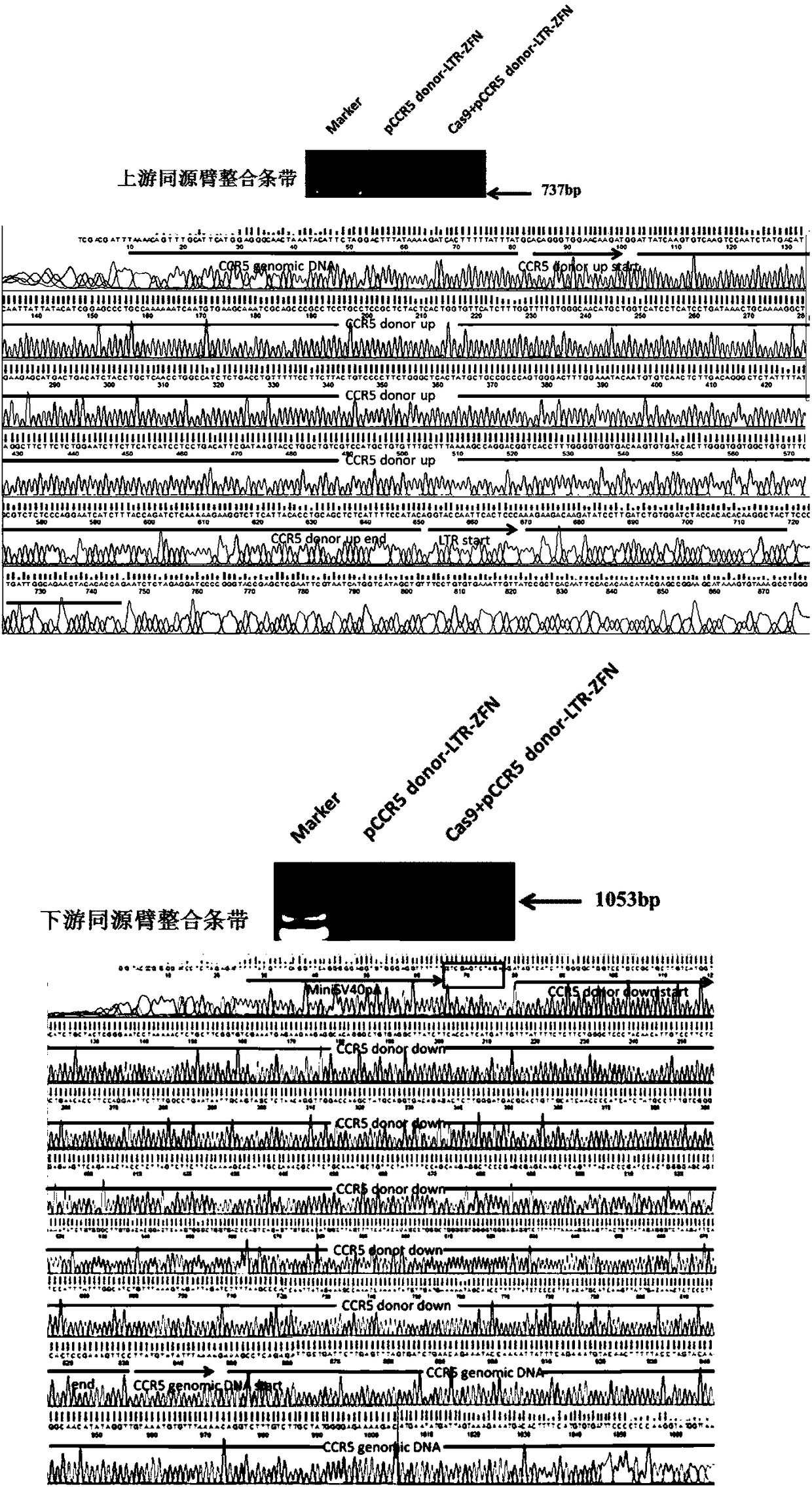 Anti-HIV/AIDS gene targeting vector, construction method and application