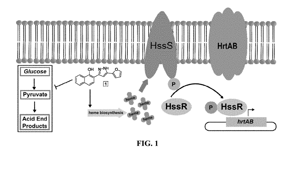 Methods for use of small molecule activators of hem-Y / protoporphyrinogen oxidase (PPO)