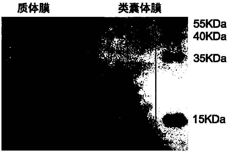 Recombinant blue algae capable of efficiently expressing fatty acid and preparation method thereof