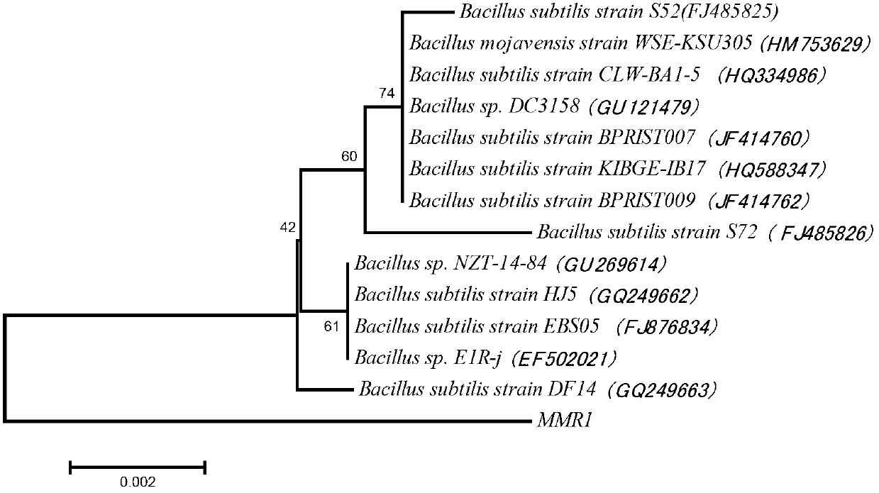 Bacillus subtilis bacterial strains and application thereof in microbial power generation
