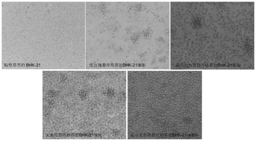 BHK-21-SC cell strain adapted to serum-free suspension culture and method for preparing vaccine antigen with cell strain