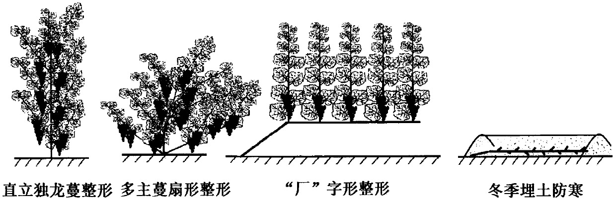 Grape vine unshelving soil-burying-free overwintering cultivation method with top grafting of cold-resistant stock