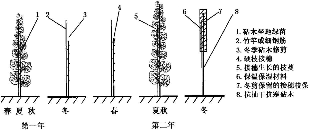 Grape vine unshelving soil-burying-free overwintering cultivation method with top grafting of cold-resistant stock