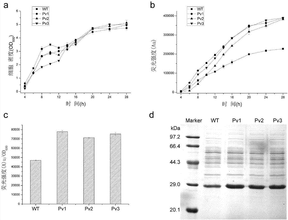 Bacillus subtilis promoter with improved activity, and construction and applications thereof