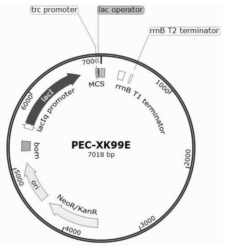 Molecular chaperone plasmid system and application thereof