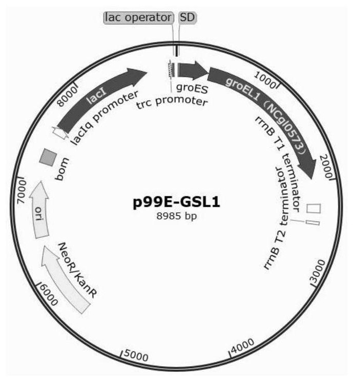 Molecular chaperone plasmid system and application thereof