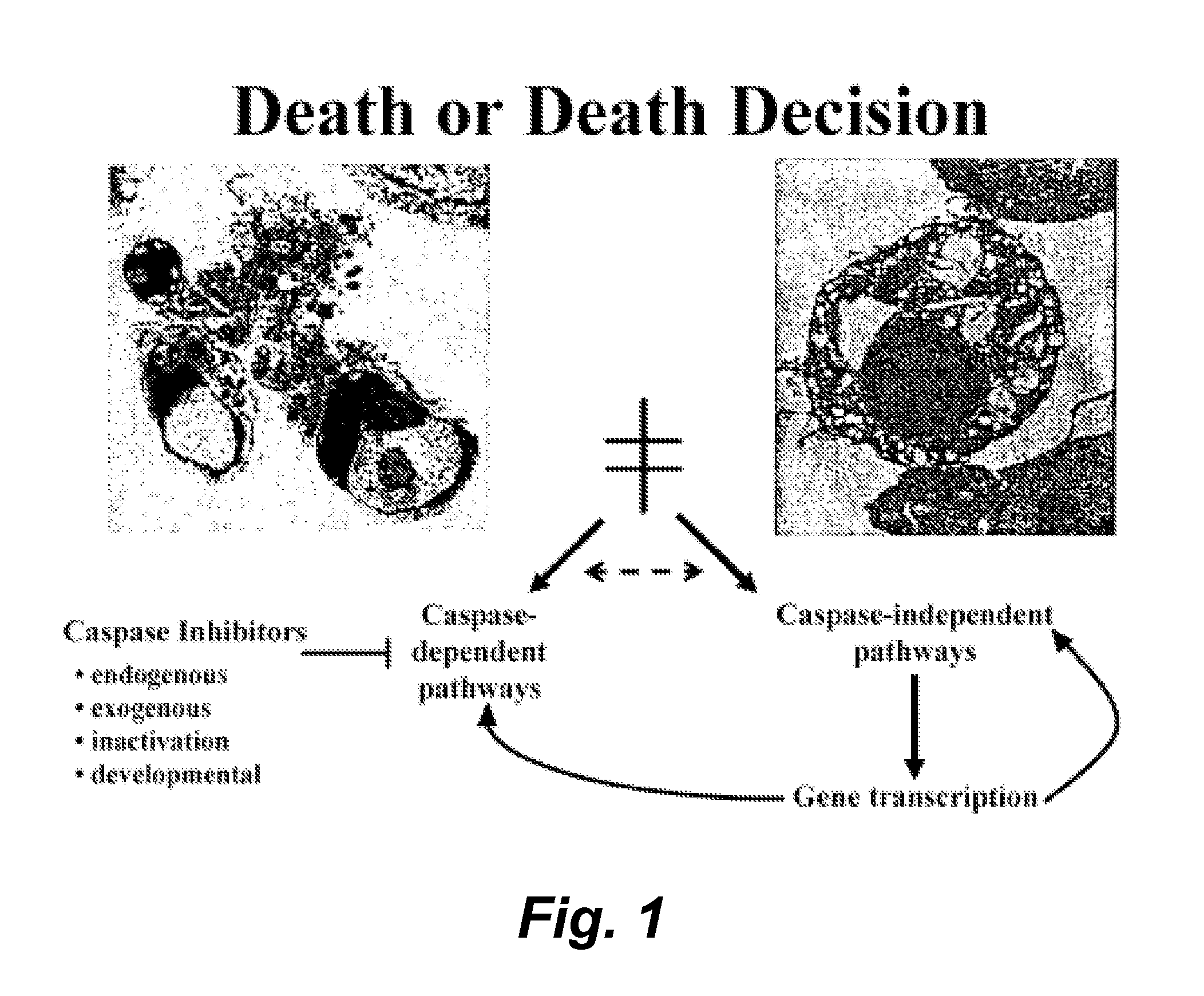 Modulators of paraptosis and related methods