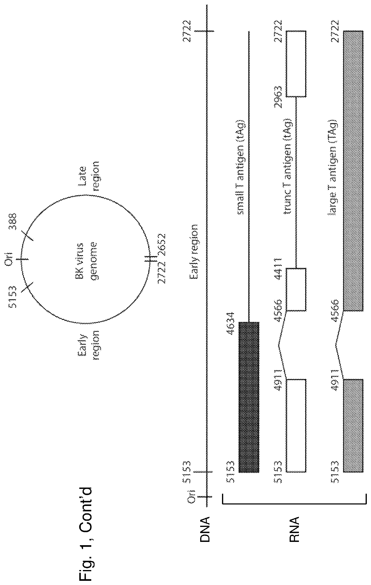 Inhibition of polyomavirus replication