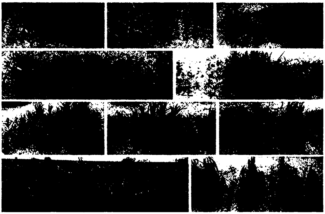 Scaled accurate identification method of brown plant-hopper resistance of rice in seedling stage