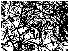 Streptomyces flavotricini for antagonizing botryosphaeria dothidea