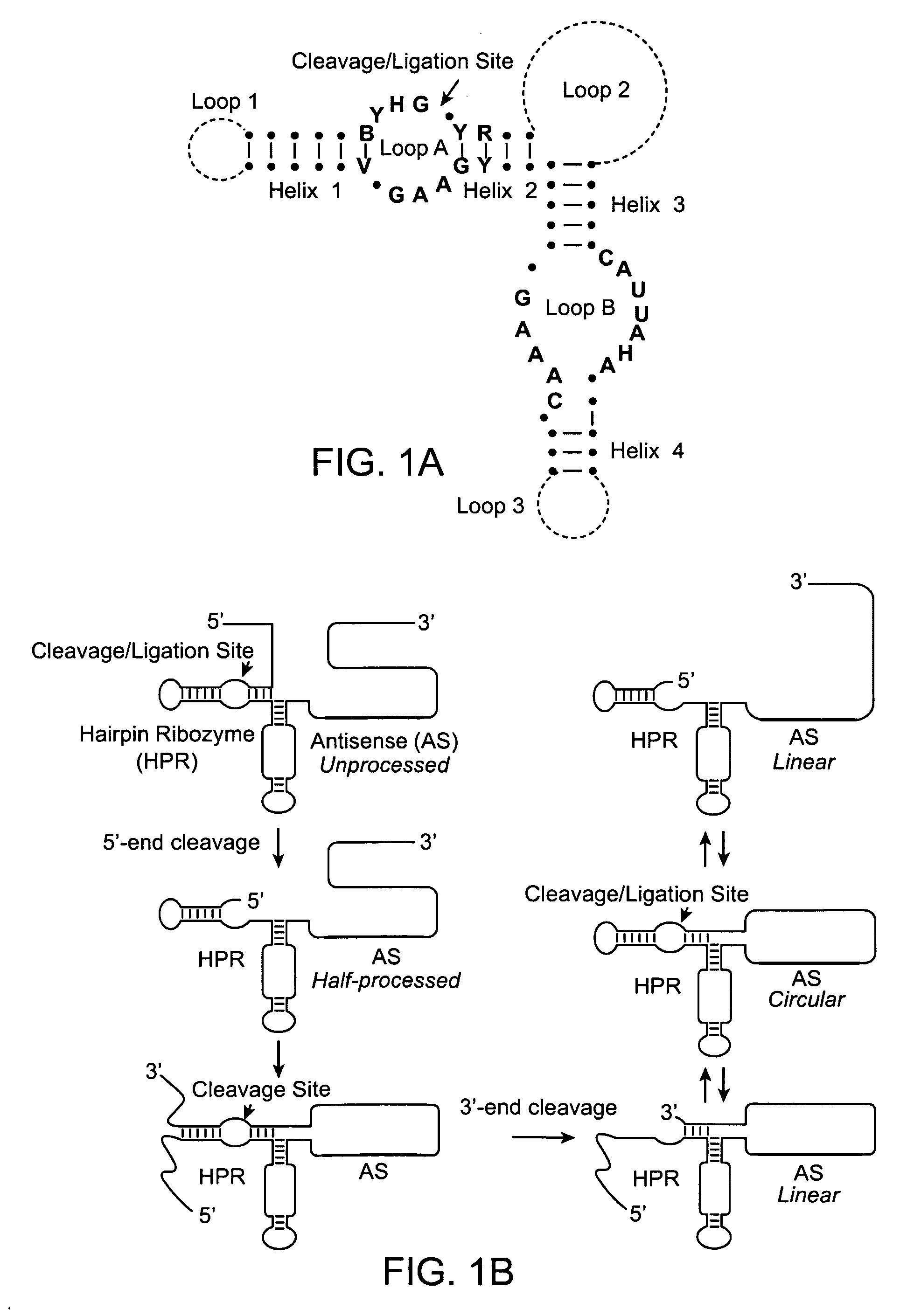 Superior hybridization probes and methods for their use in detection of polynucleotide targets