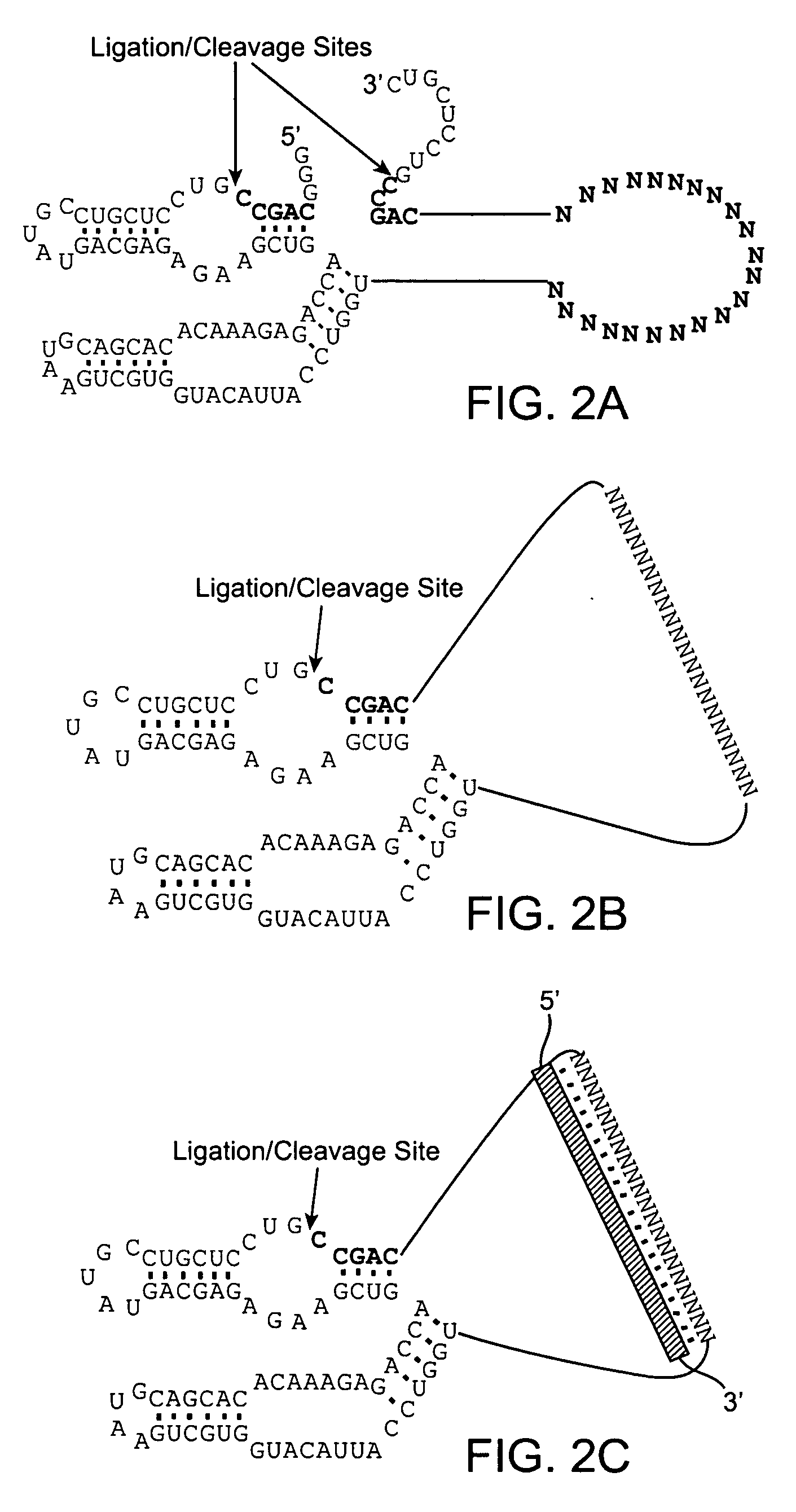 Superior hybridization probes and methods for their use in detection of polynucleotide targets