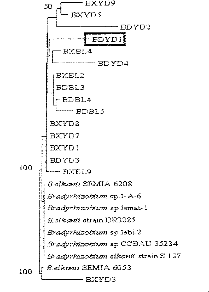 Root nodule azotobacter strain BDYD1 and uses thereof