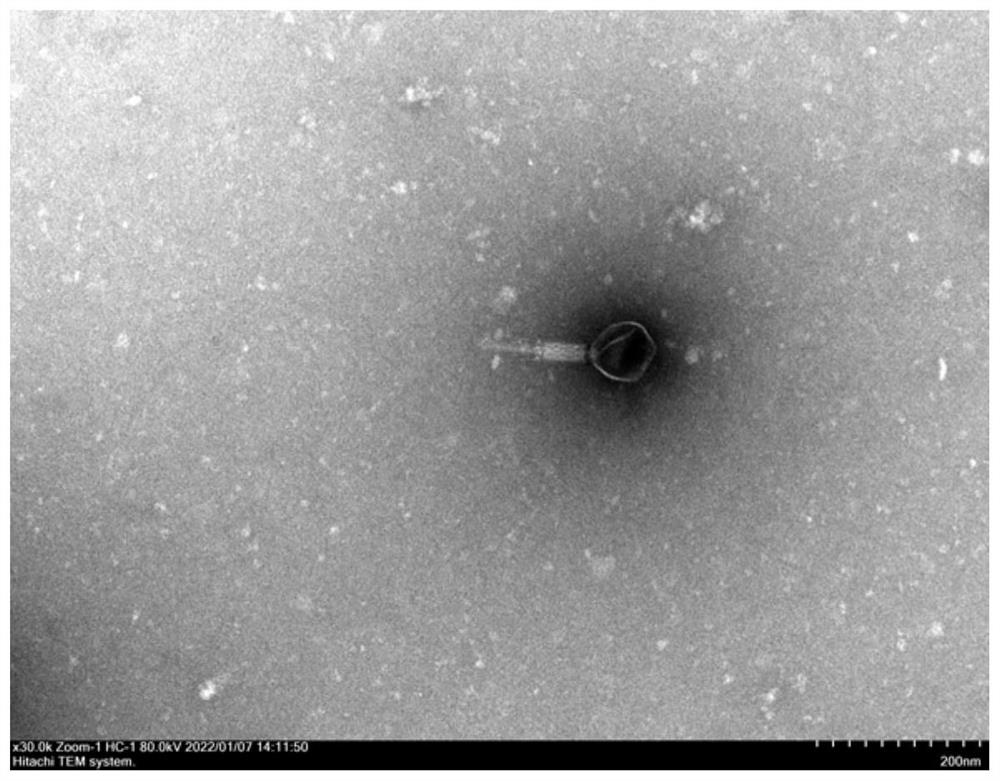 Citrobacter freundii bacteriophage, bacteriophage composition and application thereof