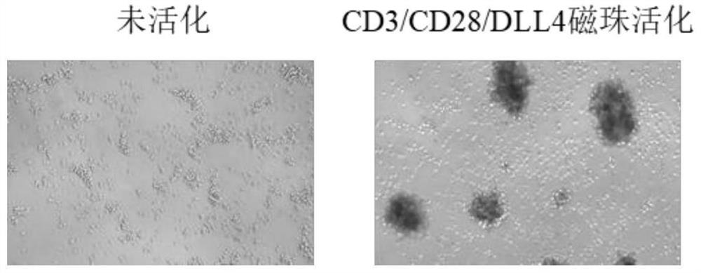 CD3/CD28/DLL4 magnetic bead and preparation method and application thereof