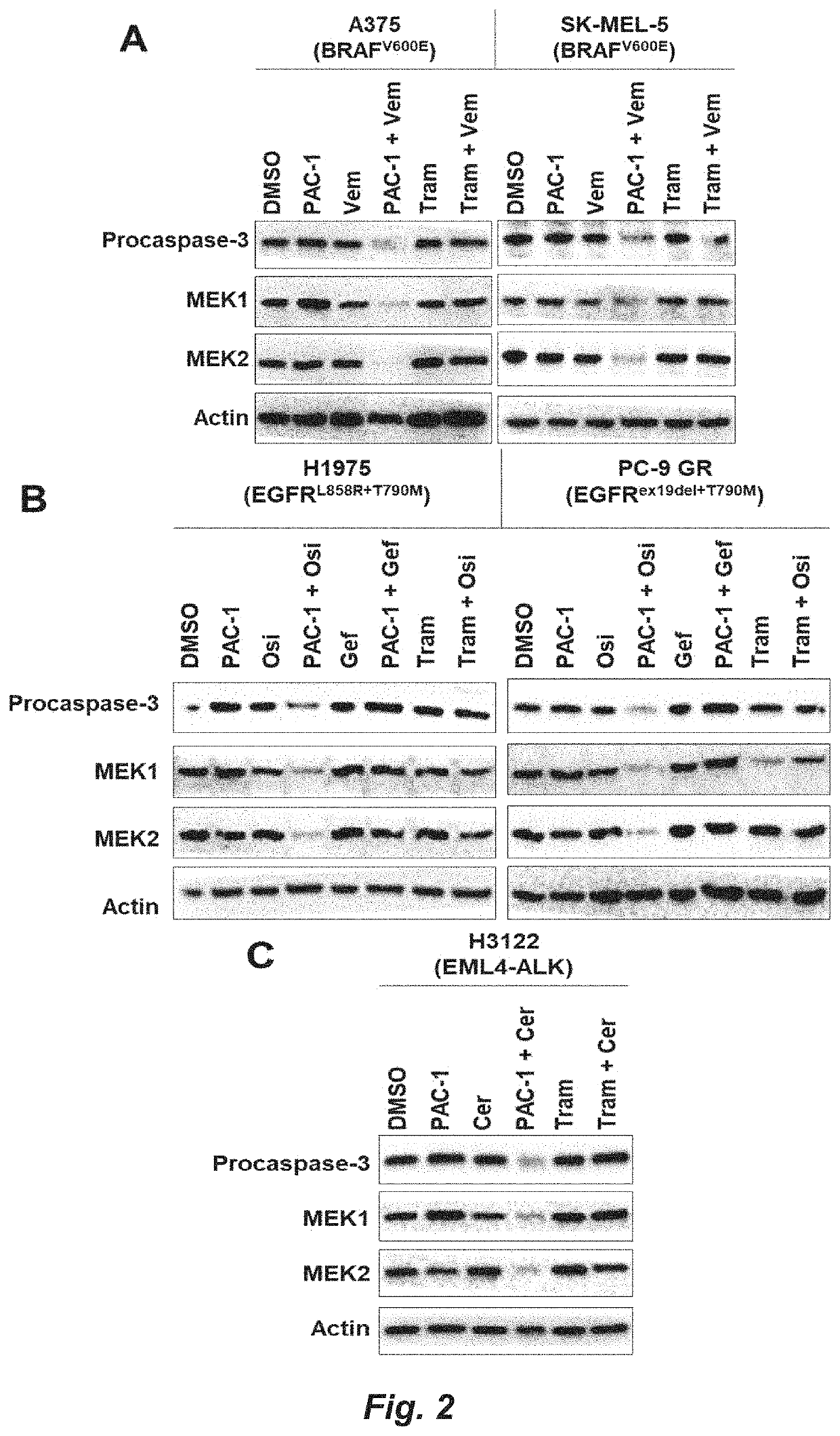 Cancer therapy by degrading dual mek signaling