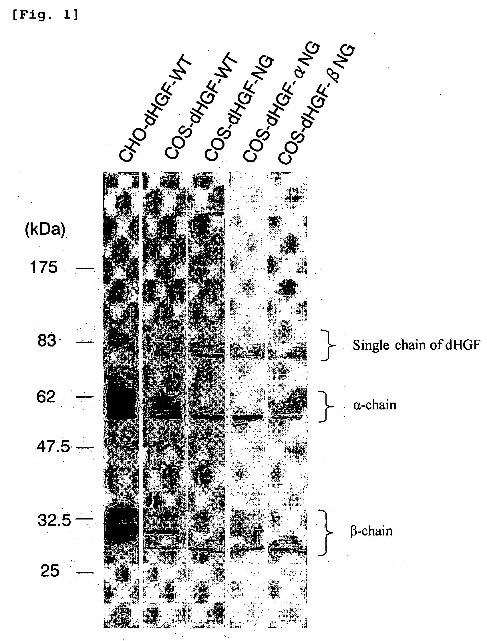 Glycosylation-deficient hepatocyte growth factor