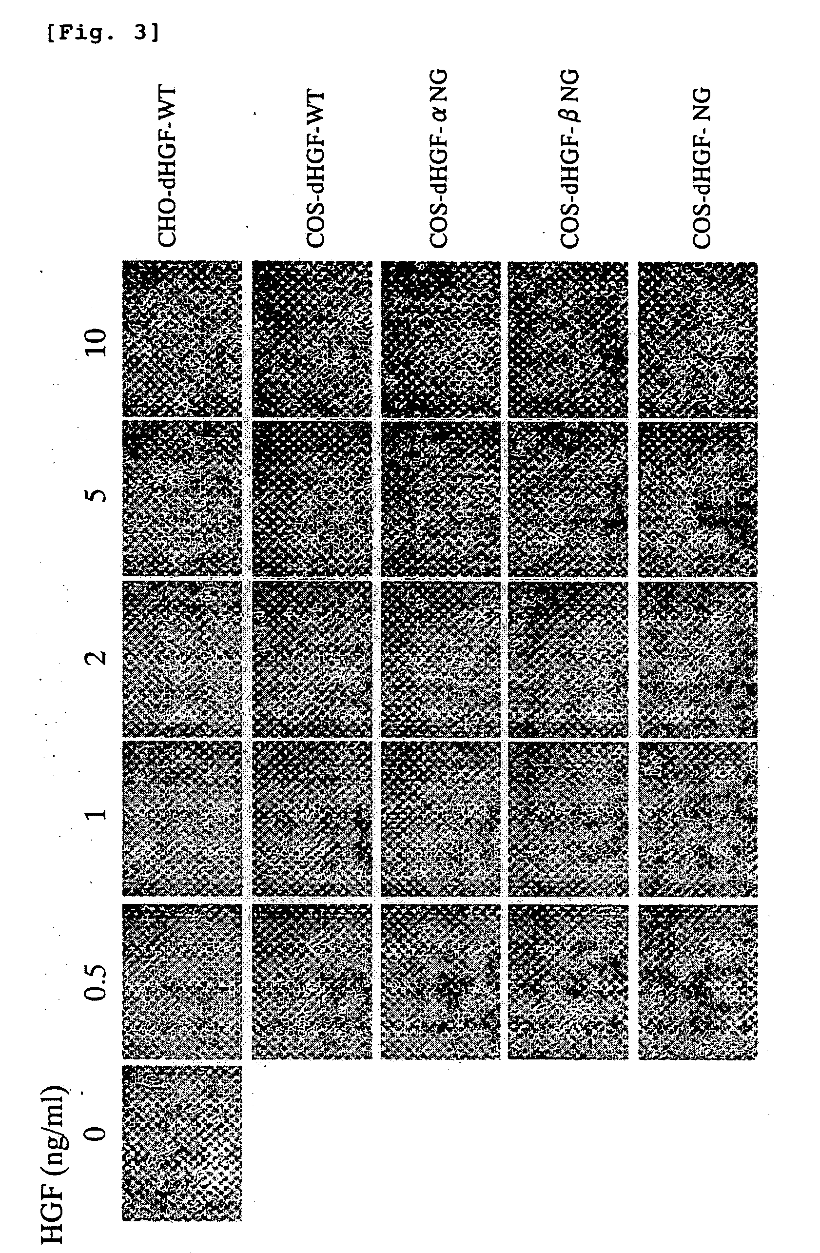 Glycosylation-deficient hepatocyte growth factor