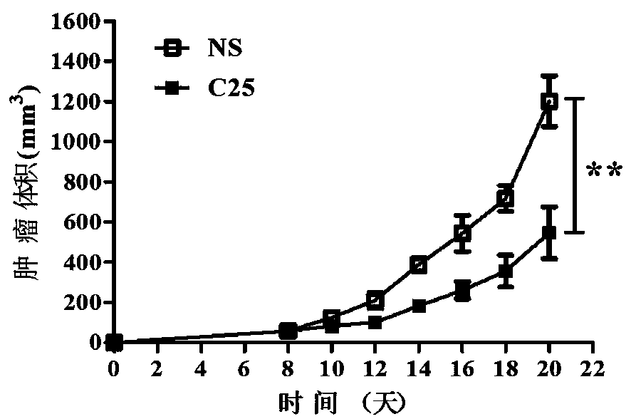 LAG-3 protein affinity cyclopeptide and application thereof