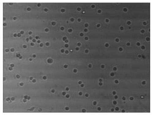 Raccoon dog parvovirus enteritis virus LN strain, raccoon dog parvovirus enteritis inactivated vaccine and preparation method of vaccine