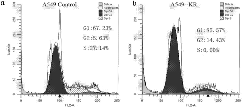 Application of cell cycle blocker KR in human lung cancer cells