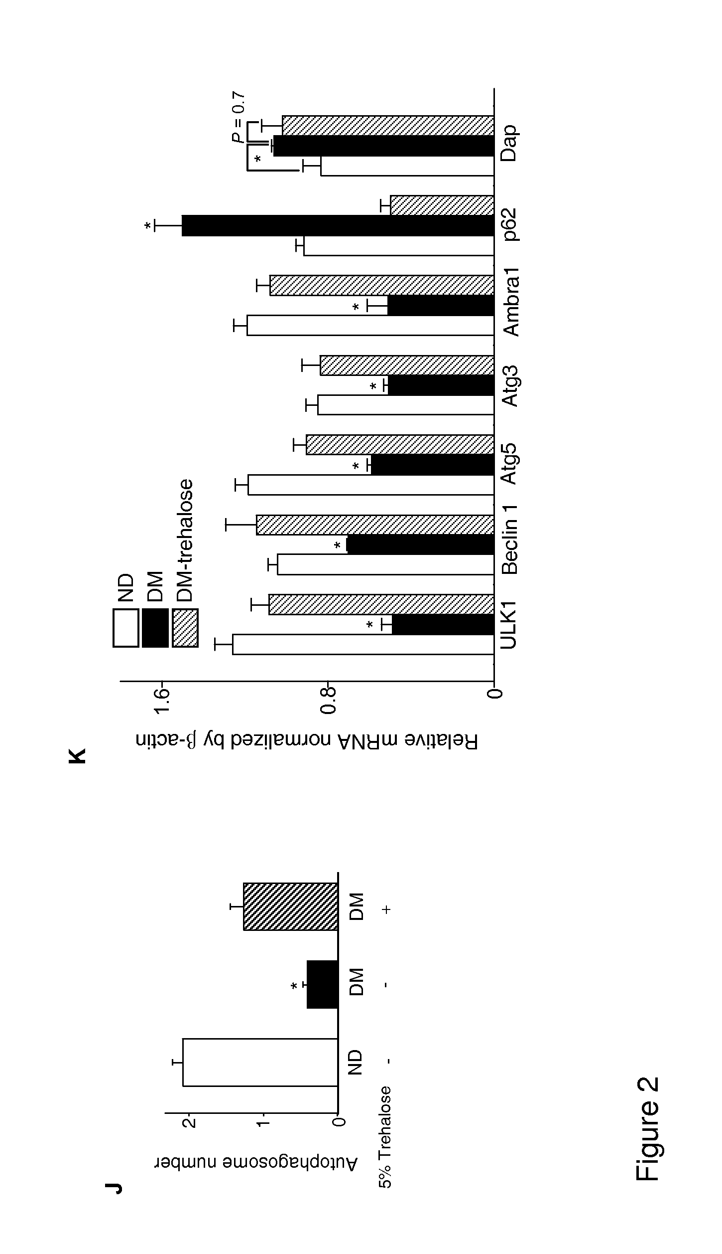 Use of trehalose for prevention of neural tube defects