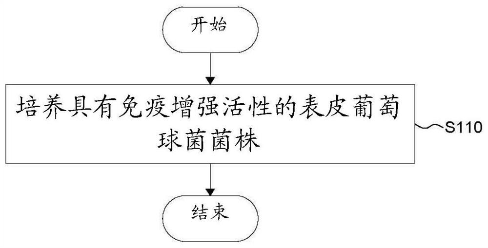 Staphylococcus epidermidis strains having immunopotentiating and antibacterial activity against pathogenic bacteria and uses thereof