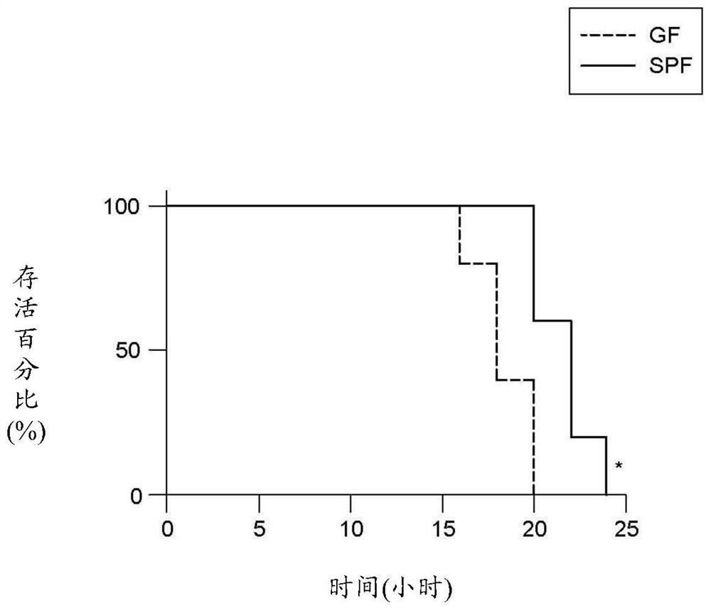 Staphylococcus epidermidis strains having immunopotentiating and antibacterial activity against pathogenic bacteria and uses thereof