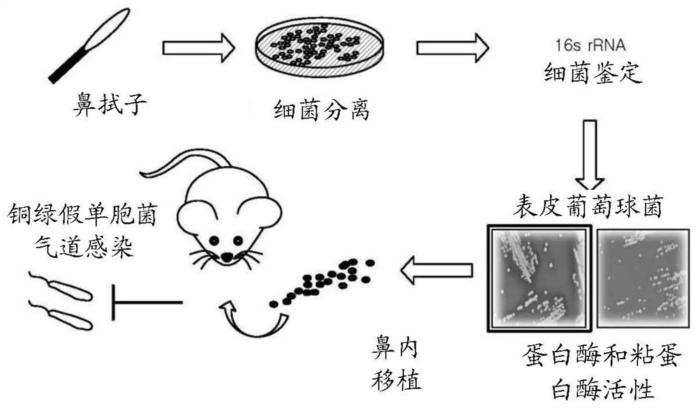 Staphylococcus epidermidis strains having immunopotentiating and antibacterial activity against pathogenic bacteria and uses thereof