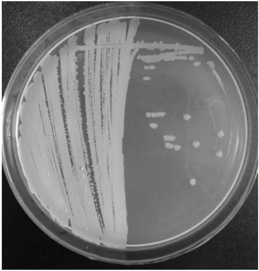 Bacillus atrophaeus antagonistic to lycium chinensis root rot and application of bacillus atrophaeus